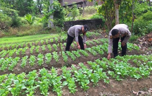 Polsek Bambel Lakukan Pengecekan Lahan, Dukung Program Presiden RI “Asta Cita” Swasembada Pangan melalui Subsatgas Pekarangan Pangan Bergizi (PPB)
