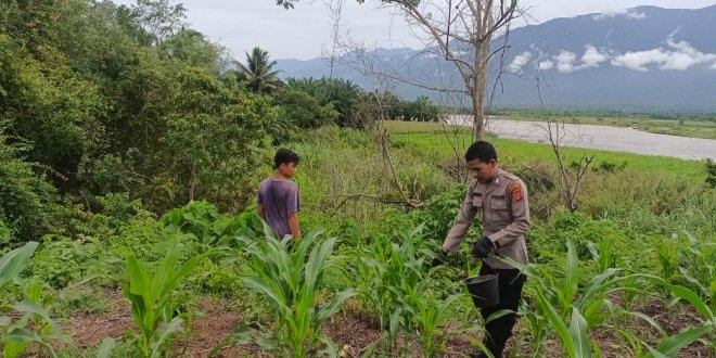 Bhabinkamtibmas Polsek Babul Rahmah Dukung Ketahanan Pangan Masyarakat di Aceh Tenggara
