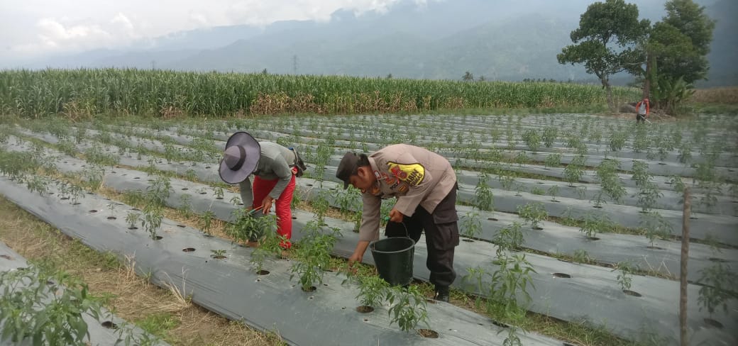 BHABINKAMTIBMAS POLSEK LAWE ALAS BANTU WARGA TANAM CABAI SEBAGAI UPAYA DUKUNG KETAHANAN PANGAN
