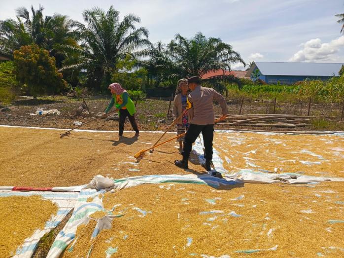 Humanis dan Dekat dengan Warga, Bhabinkamtibmas Polsek Semadam Bantu Jemur Padi