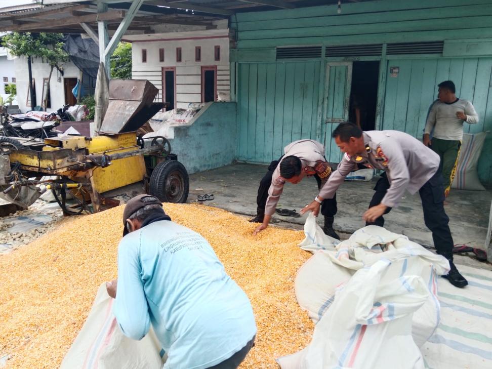 Jaga Ketahanan Pangan, Bhabinkamtibmas Sambangi Warga Kutarih dan Bantu Penjemuran Jagung